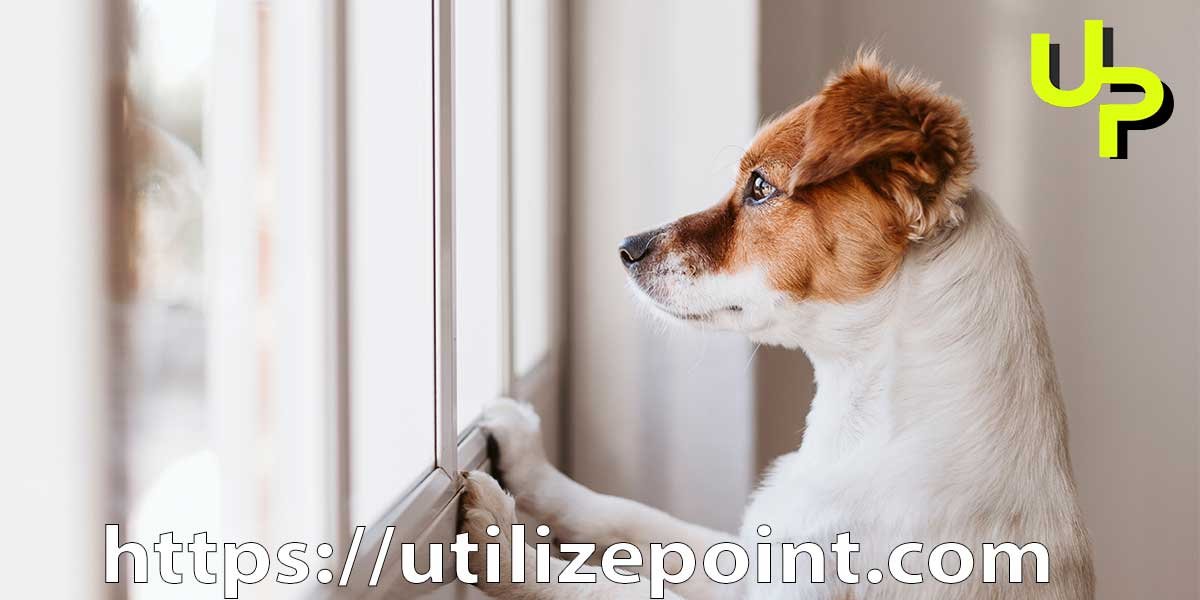 Home Remedies for Separation Anxiety in Dogs